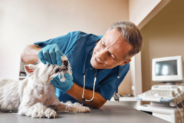 Best Pediatric Emergency Dentist in Solana, FL
